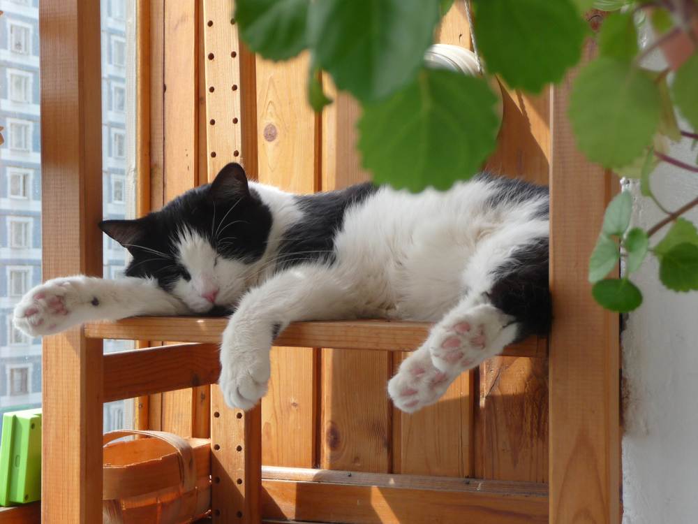 Slapende kat op het balkon