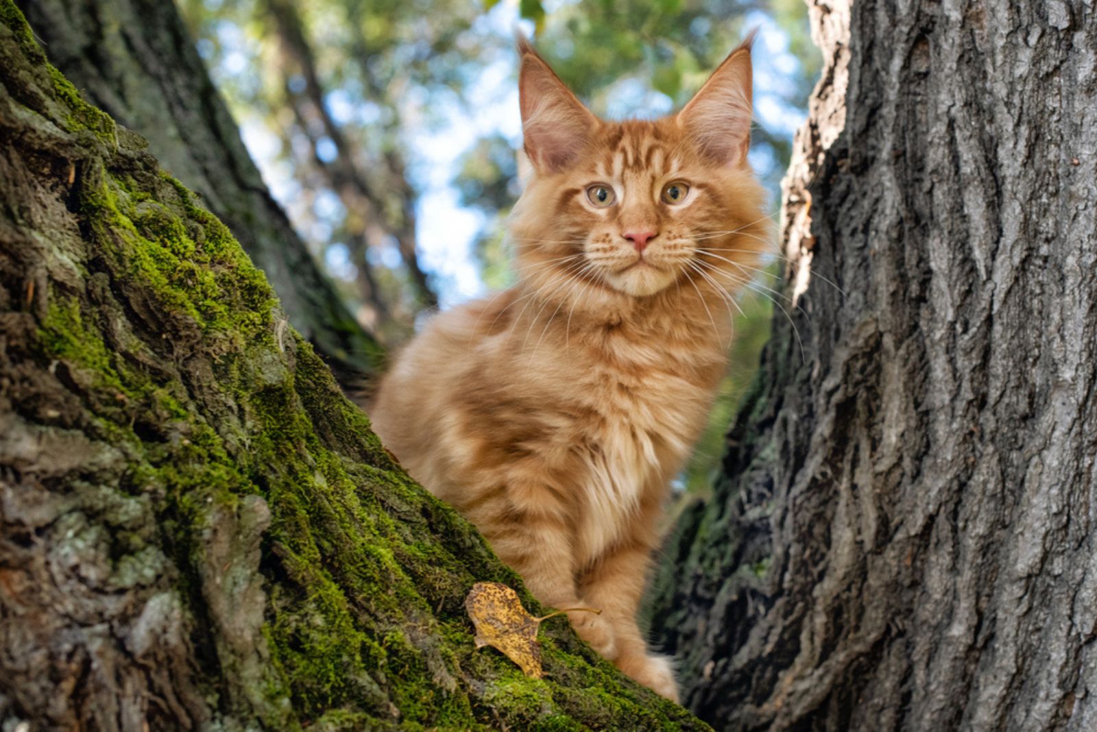 Een grote rode maine coon kitten zittend op een boom in een bos in de zomer.