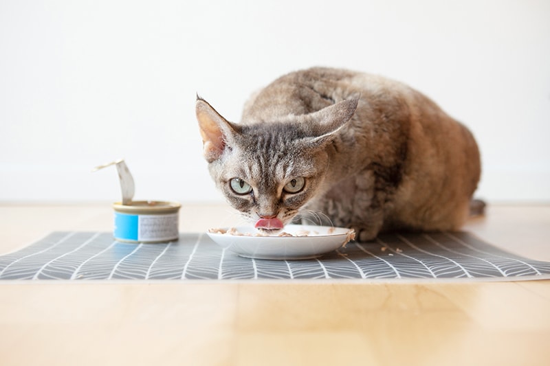 tabby kat die nat ingeblikt voedsel eet