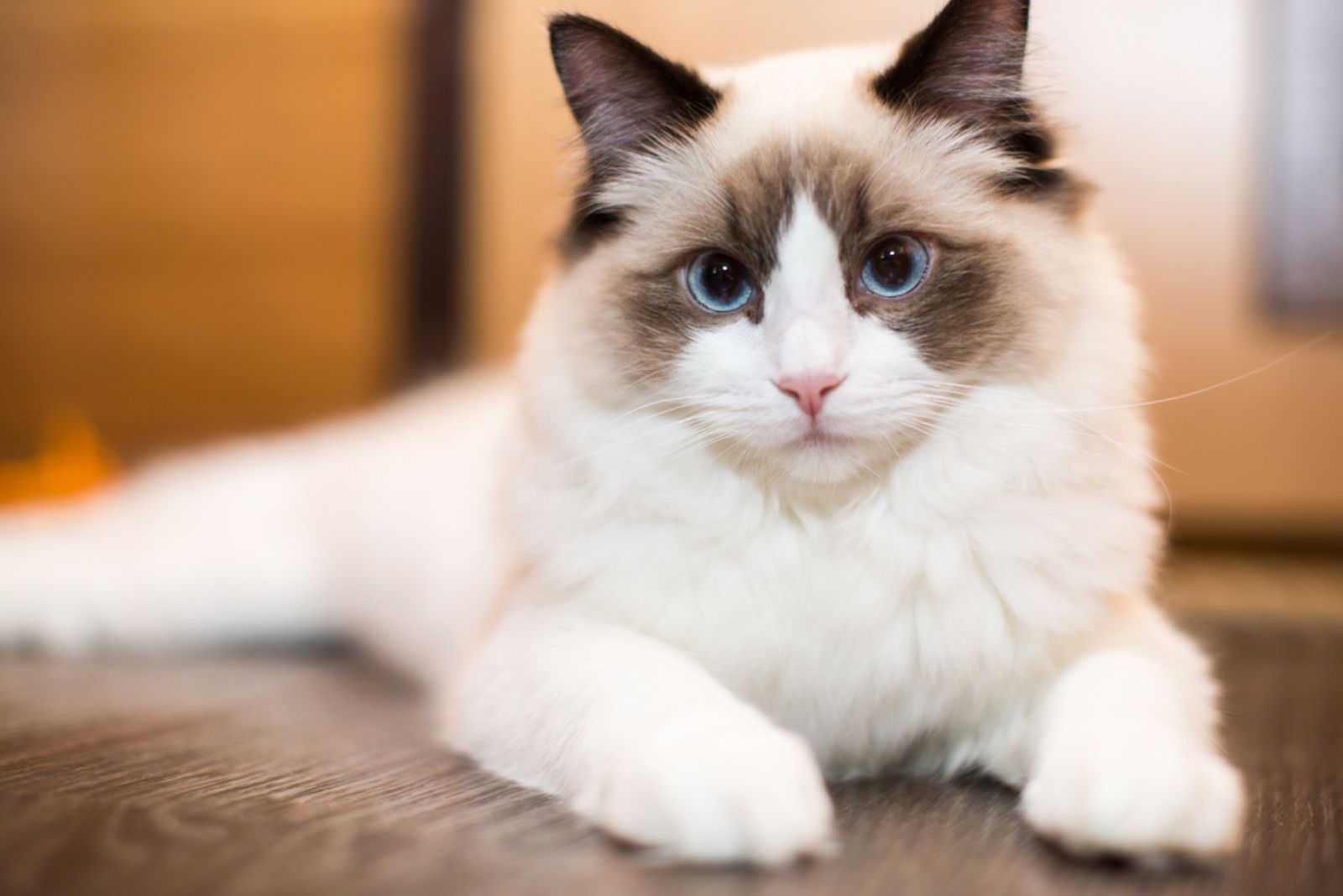 Mooie jonge witte raszuivere Ragdoll kat