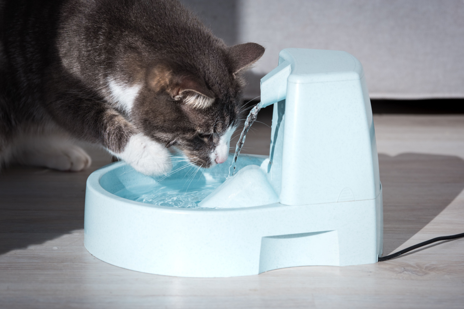 Kat drinkt schoon water uit waterdispenser.