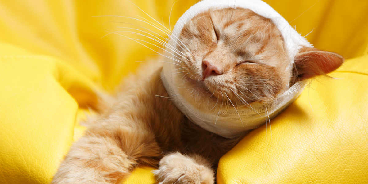 7 tekenen van hoofdtrauma bij katten en hoe te helpen