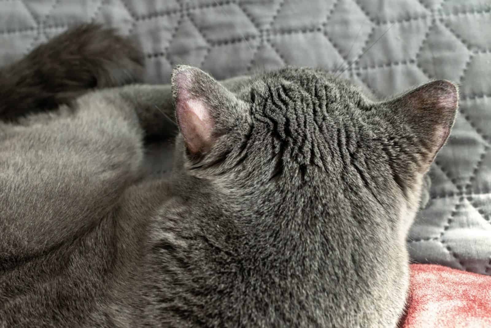 Ringworm op de oren van een kat.