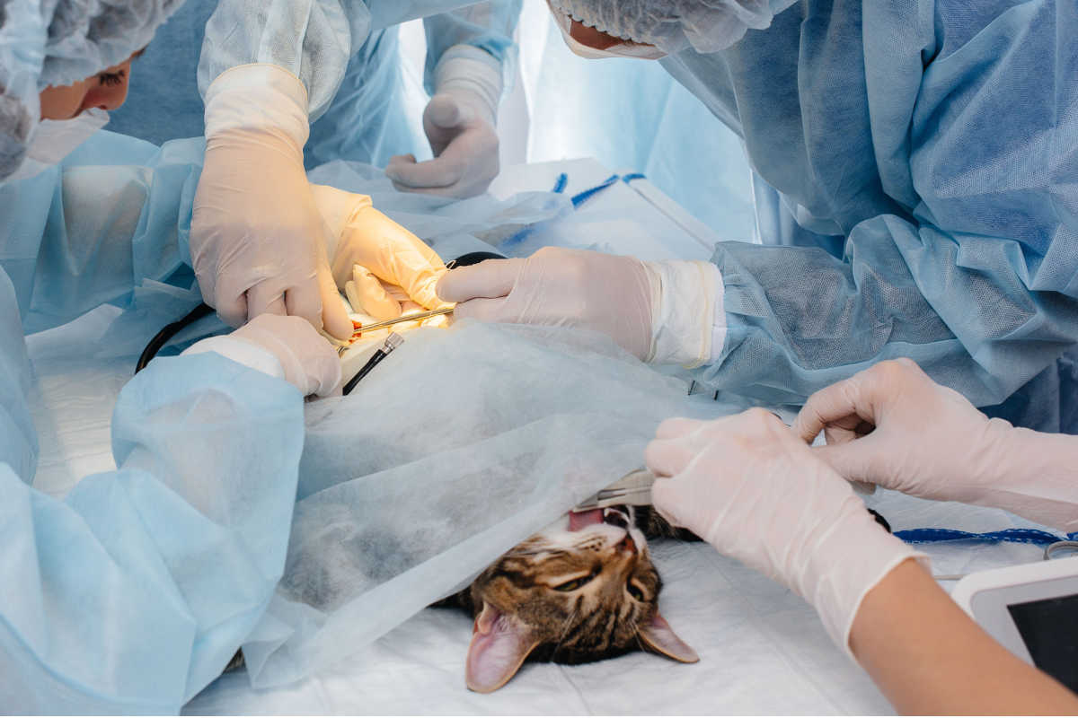 Kattenchirurgie