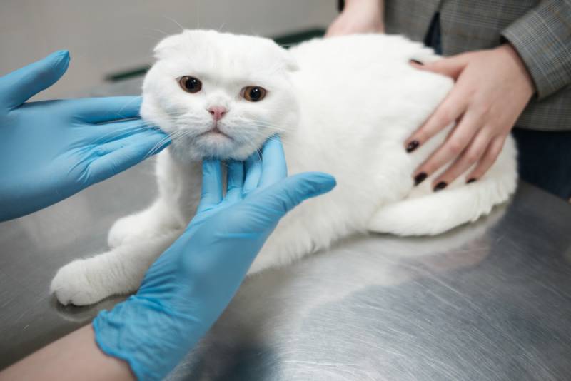 dierenarts die het gezicht van een witte kat controleert