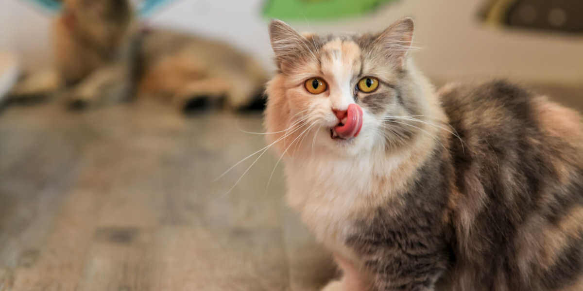'Munchkin' Cat likt zijn eigen lippen