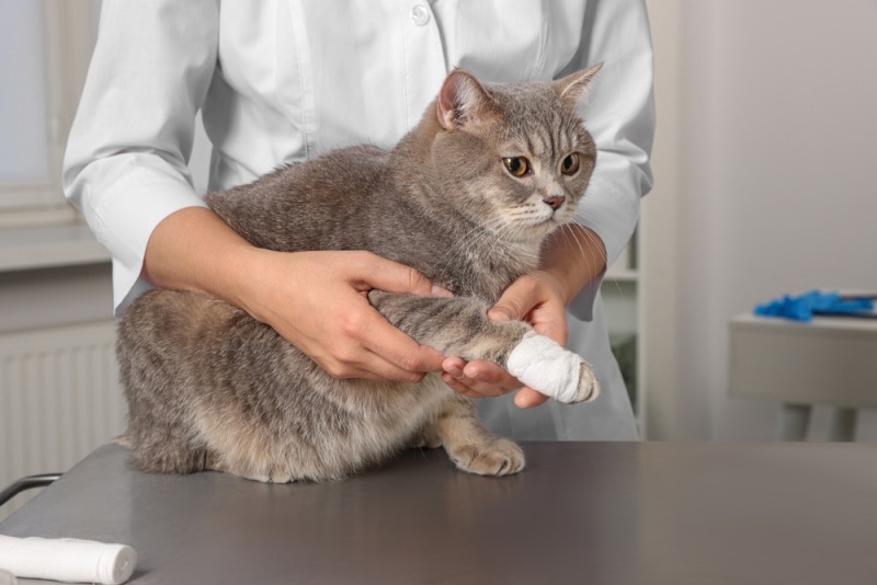 kat behandeld door dierenarts