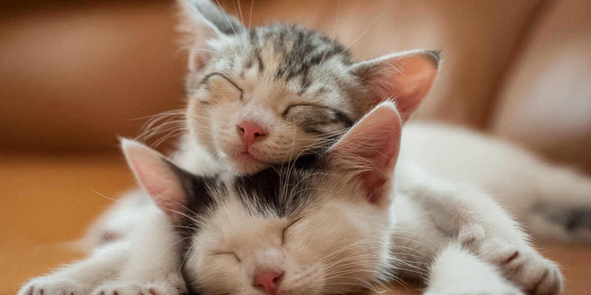 Twee kittens slapen op een bus