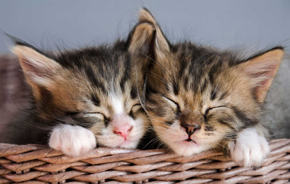 Twee jonge tabby kittens
