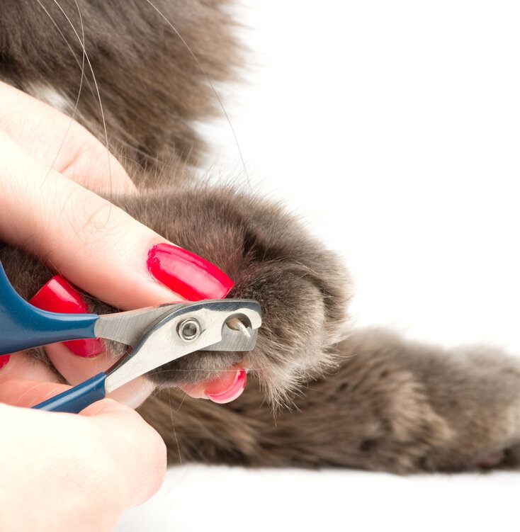 kat krijgt nagels geknipt