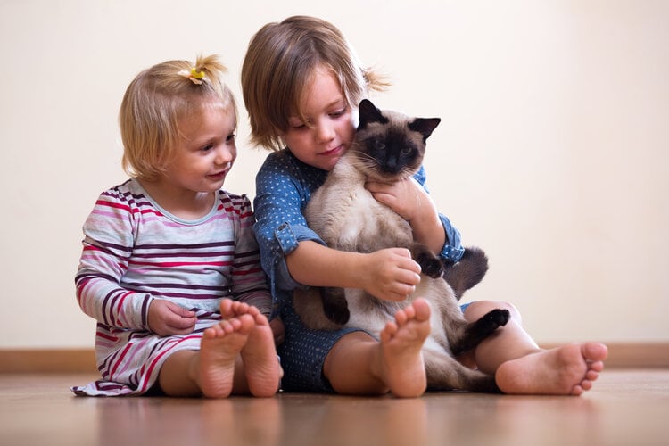 Siamese kat met kinderen