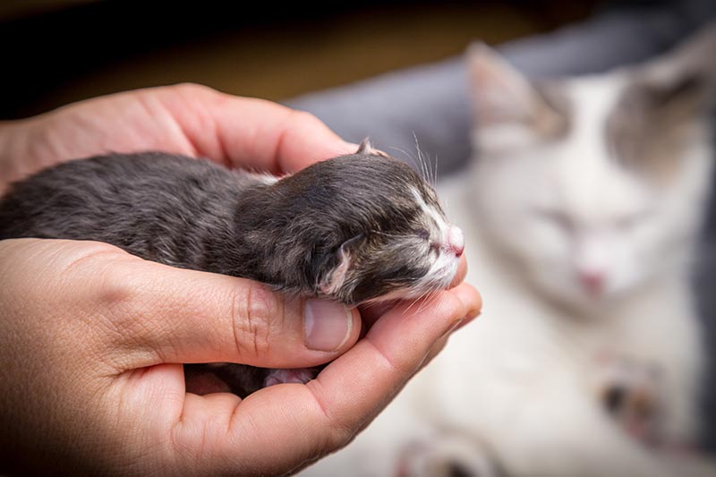 Schattige kleine tabby pasgeboren kitten slapen in vrouwenhanden