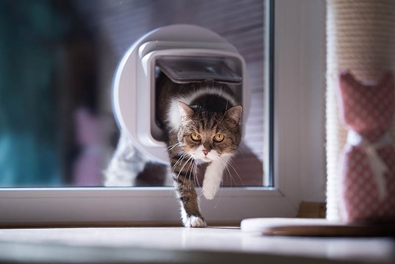 tabby Britse korthaar kat komt het huis binnen via kattenluik