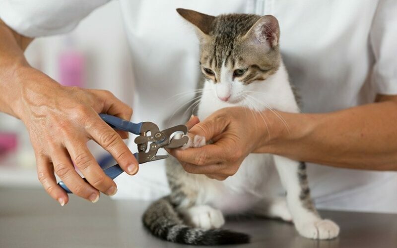 Kat in een dierenkliniek kapper nagels knippen
