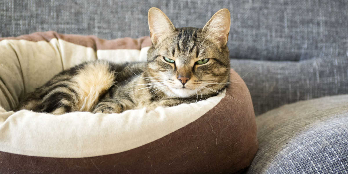 Bruine tabby kat liggend in bed