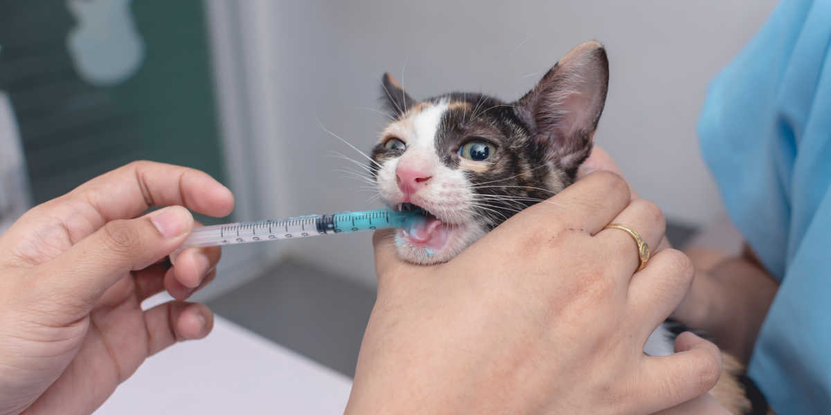 Kitten vloeibare medicatie geven