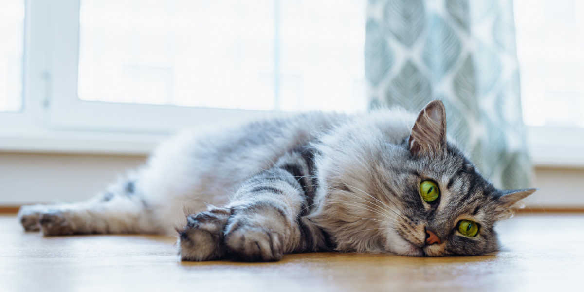 Maine Coon kat met groene ogen ligt op houten parketvloer,