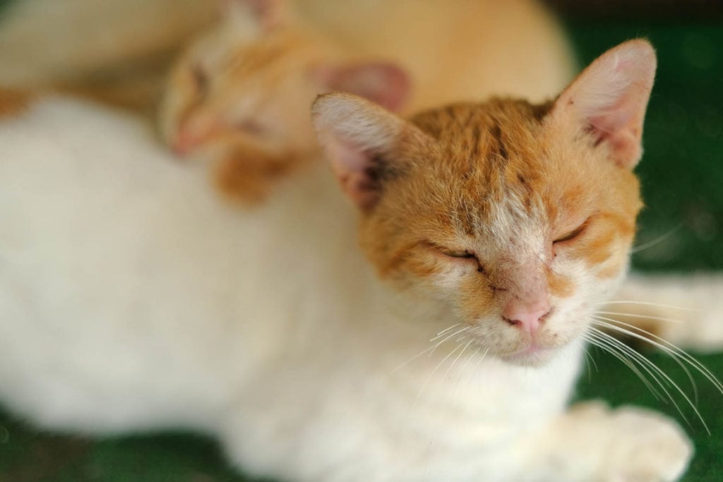 witte oranje kat met oormijt