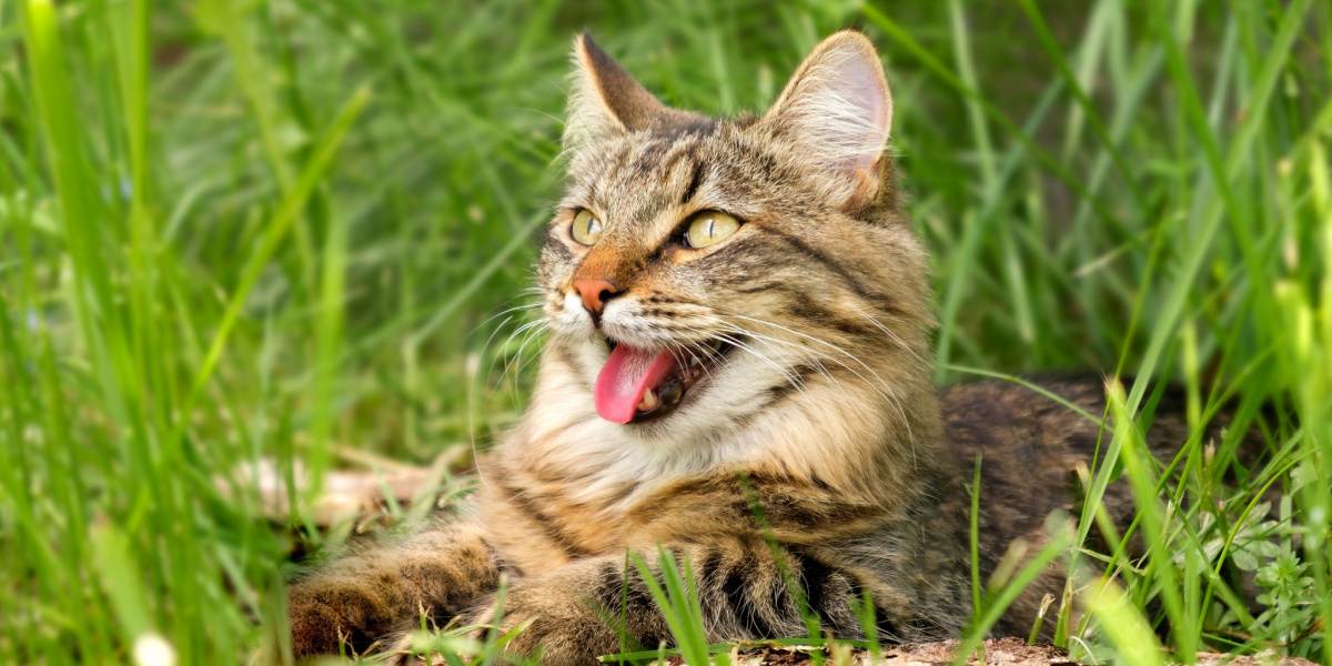 Permethrine toxicose bij katten: oorzaken, tekenen & behandeling