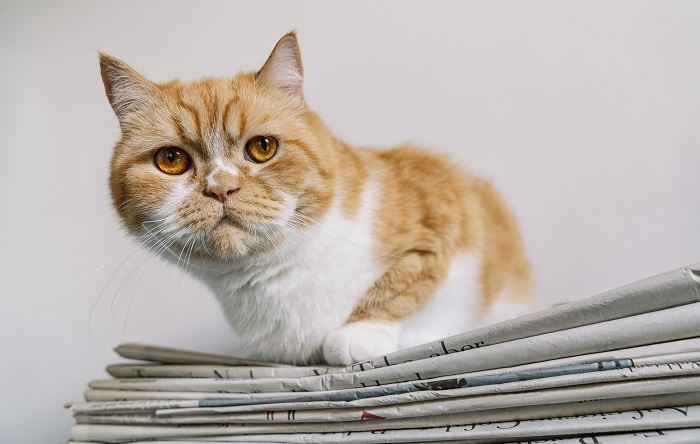 Waarom katten graag op papier zitten: top 7 redenen