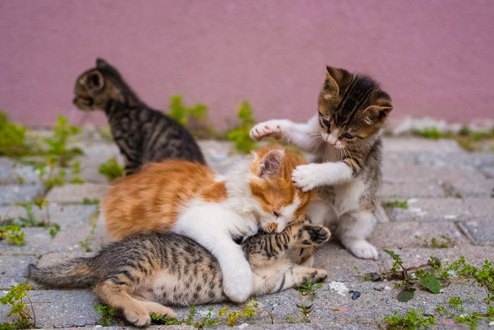 Groep van vier kleine kittens spelen op straat