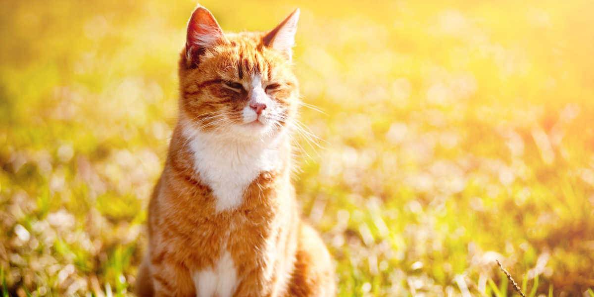 Rode kat die scheel kijkt in de felle zon