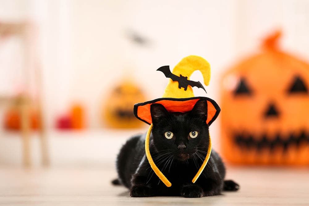 Zwarte kat in Halloween kostuum
