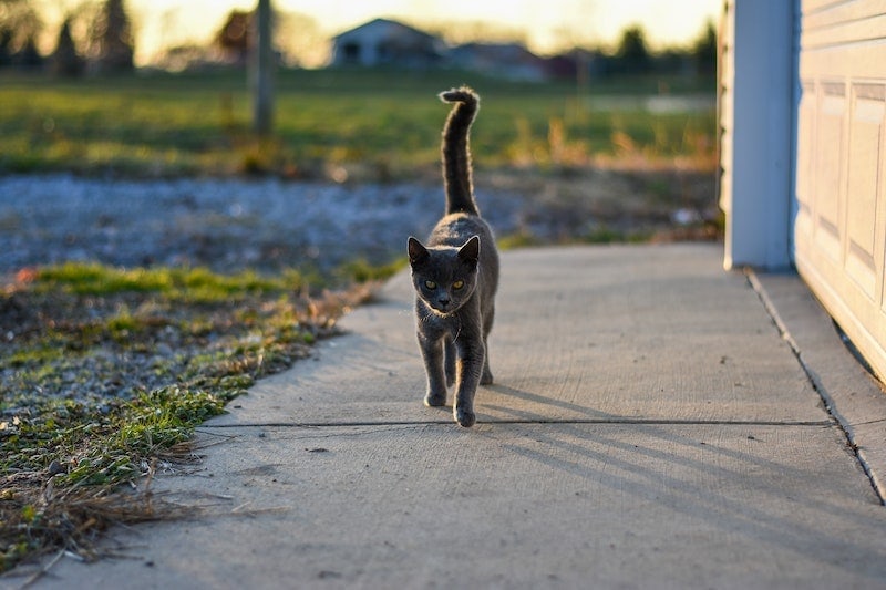 Zwarte kat puffende staart op trottoir