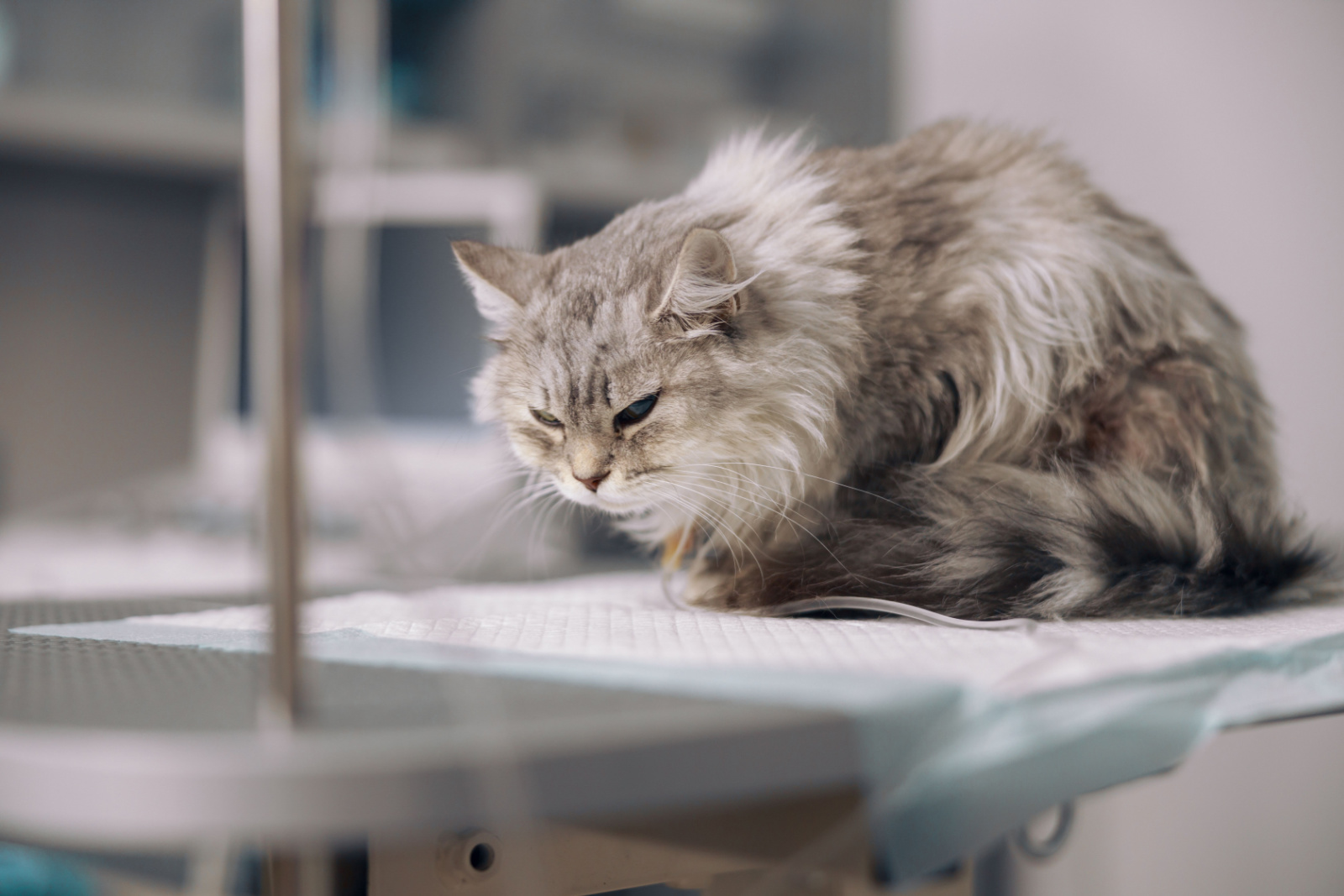 Grijze kat op intraveneuze infusie lijdt aan pijn op tafel