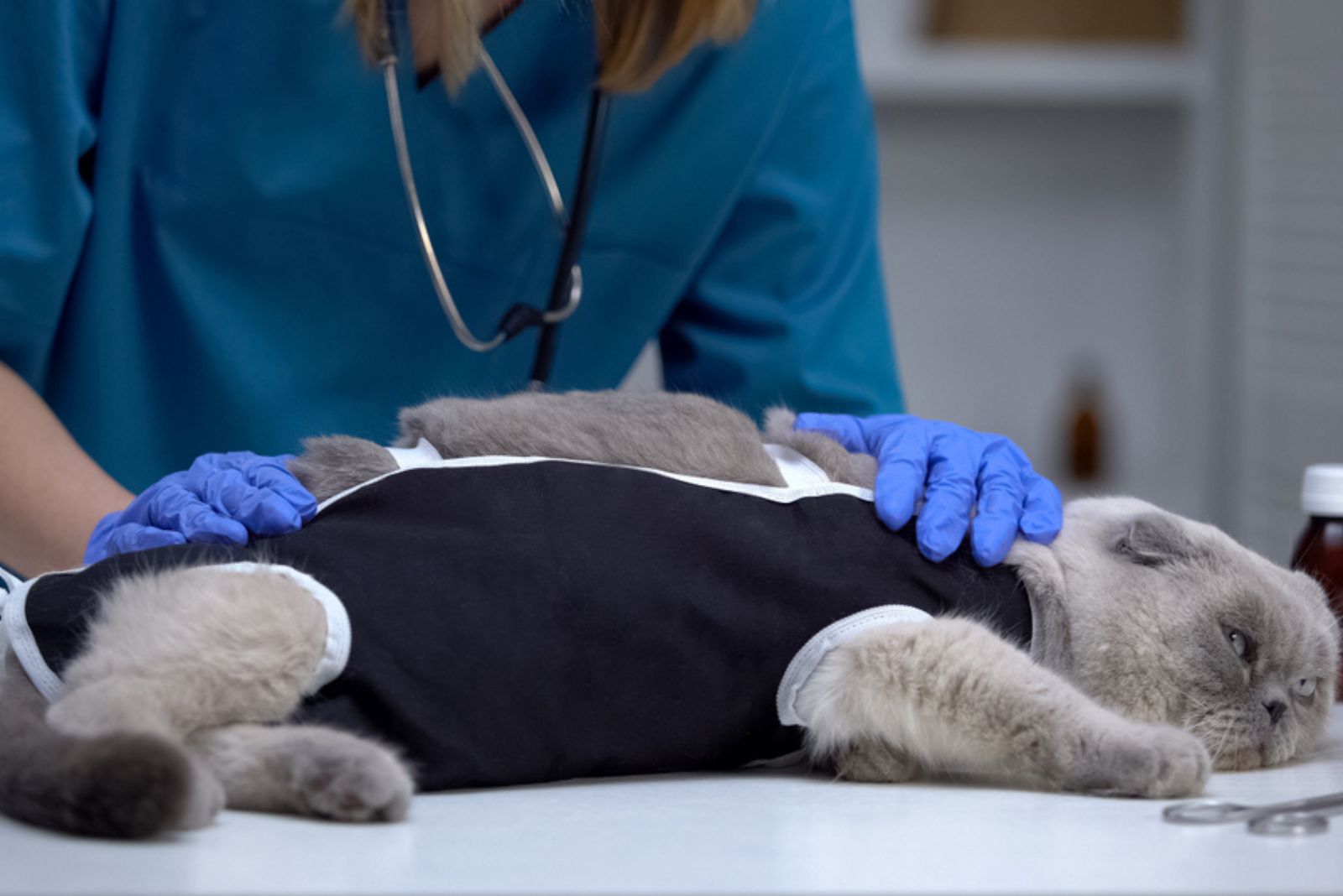 Dierenarts controleert verband op kat gestrest na sterilisatie