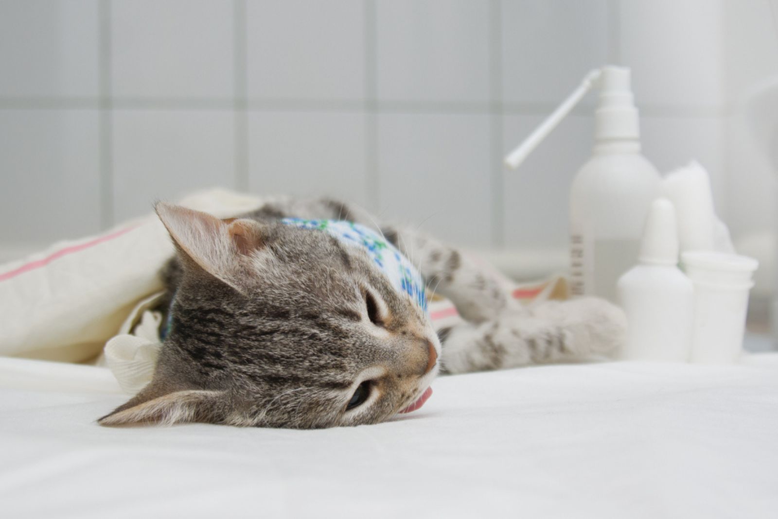 Een kat ligt na een sterilisatieoperatie op een medische tafel