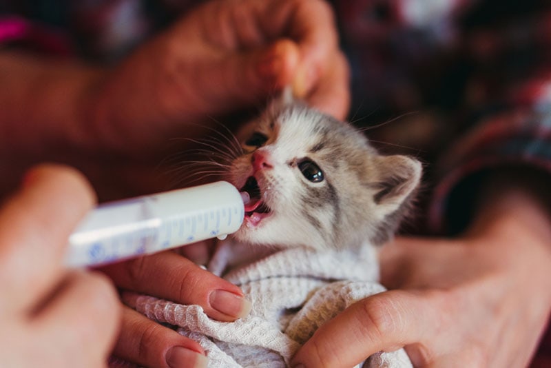 Het kleine kitten wordt gevoed met melk uit een spuit