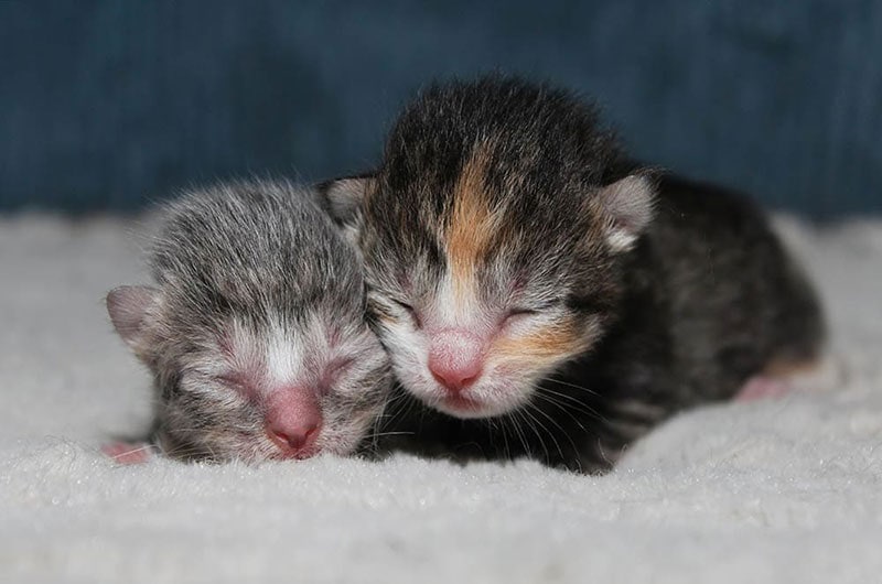 twee pasgeboren kittens op een zachte doek