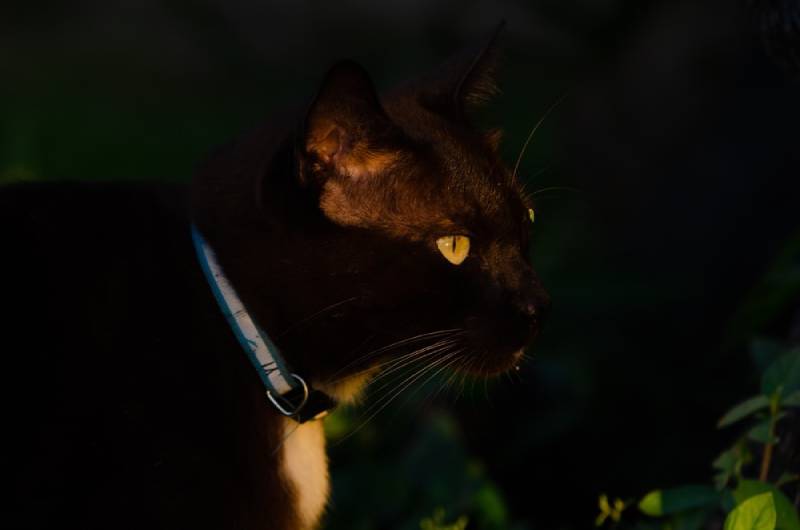 Een zwarte Sam Sawet kat in het donker