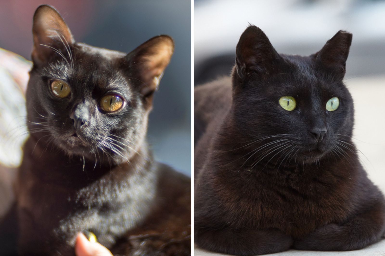 bombay kat vs zwarte kat verschillend temperament