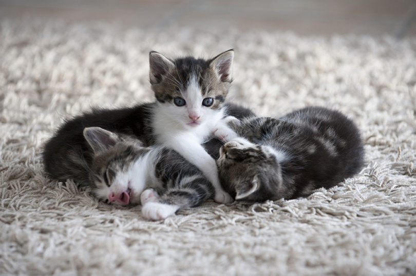 kittens in tapijt