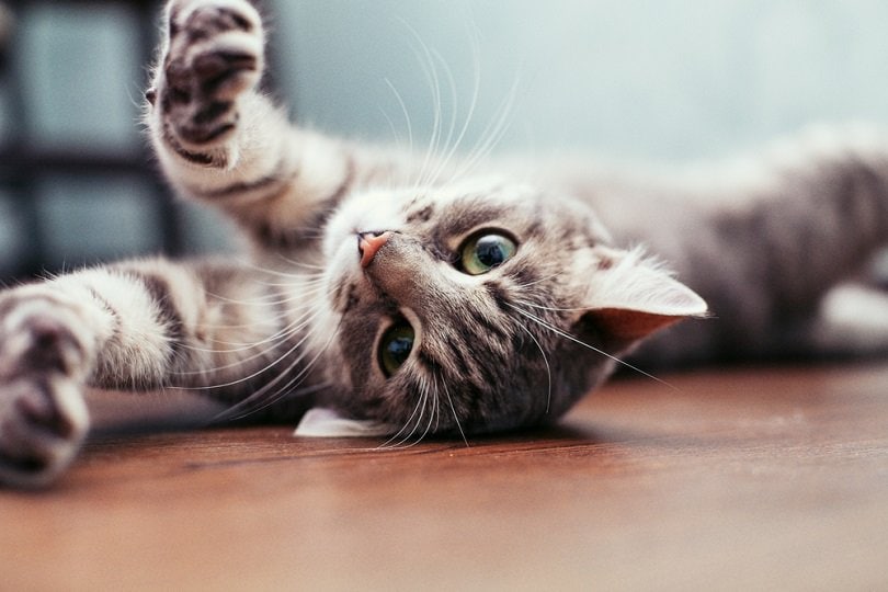 Mooie grijze kat die op de floor_OlhaTsiplyar_shutterstock ligt