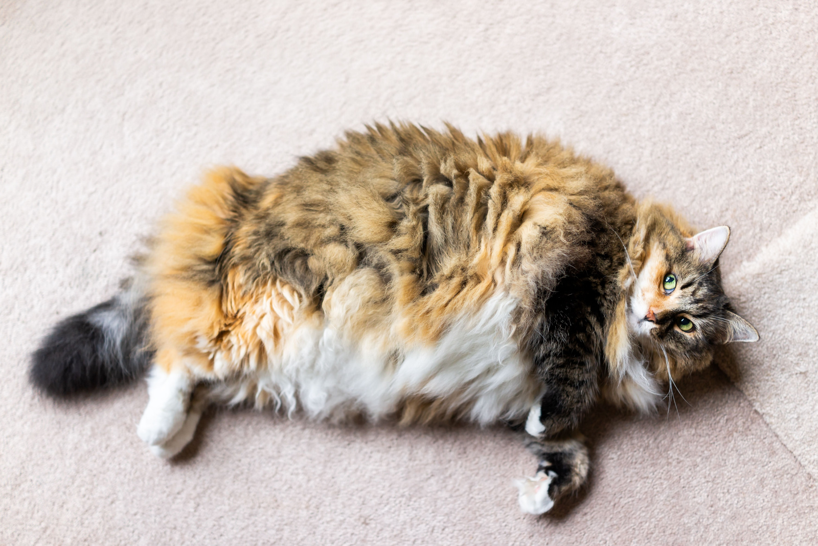 Calico Maine Coon kat liggend op tapijt in kamer omhoog kijkend
