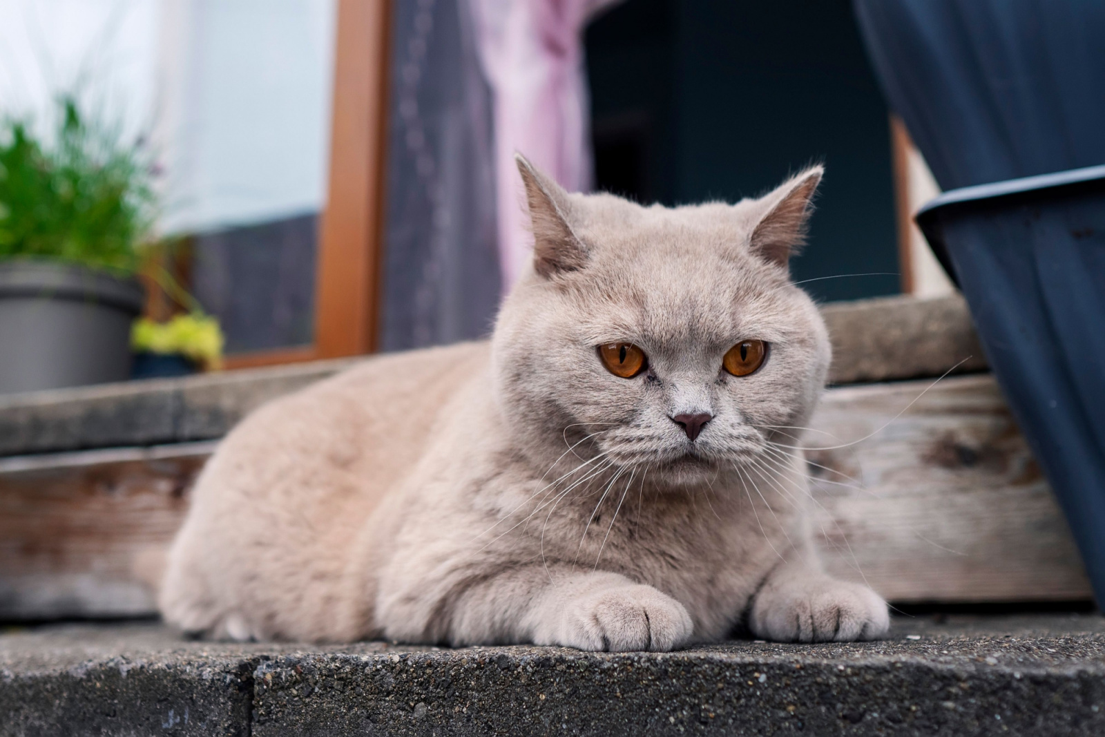 Leuke Britse kortharige kat met lichtbruine vacht die op een veranda in de achtertuin zit.