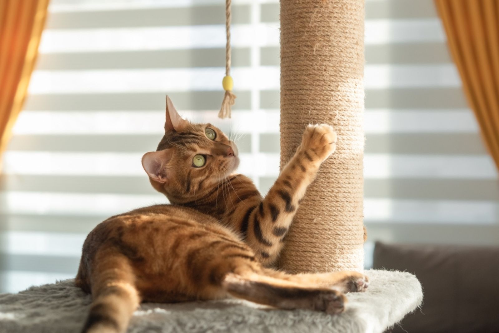 Bengaalse kat speelt met een krabpaal in de woonkamer