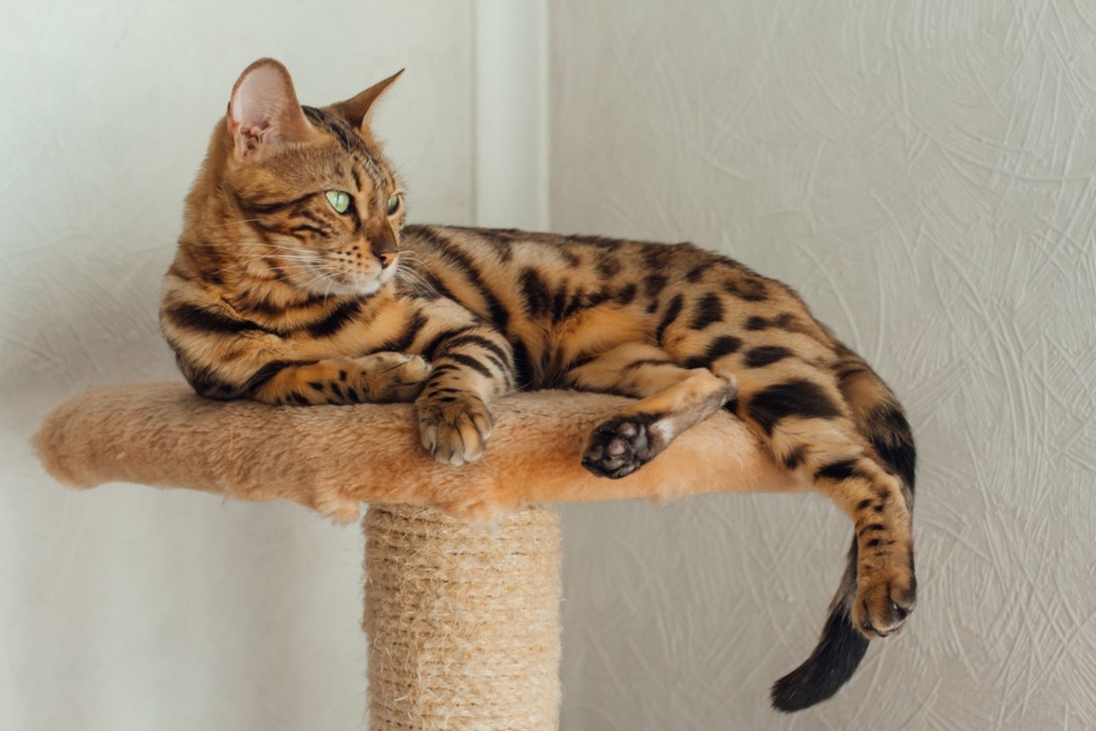 Jonge schattige Bengaalse kat die op de plank van een zachte kat ligt