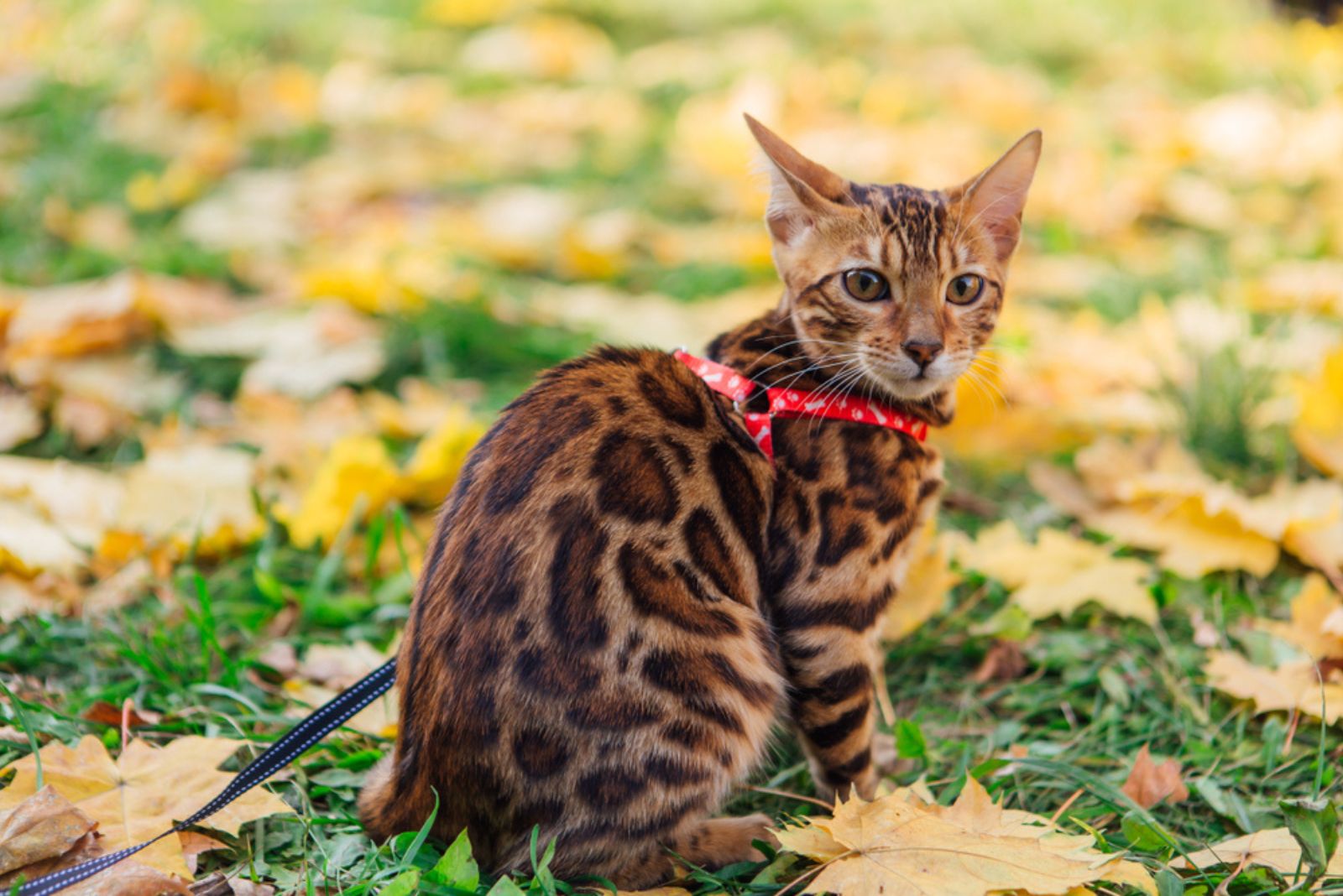 Bengaalse kat die op de gevallen gele esdoornbladeren loopt