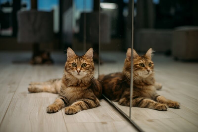 kat die naast een spiegel ligt