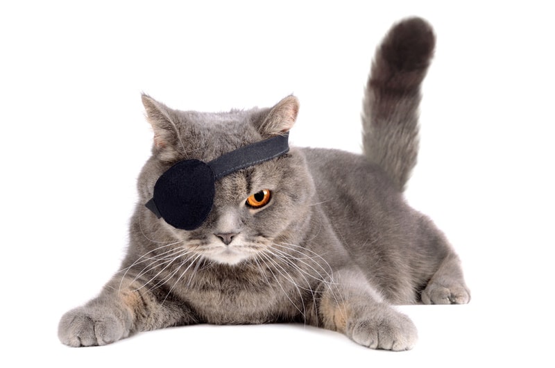 kat die piratenkostuum draagt