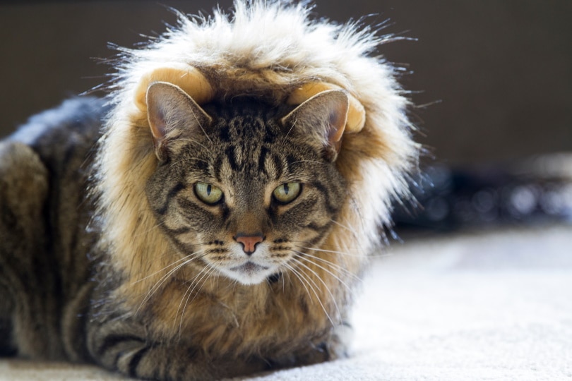Kat die leeuwenkostuum draagt