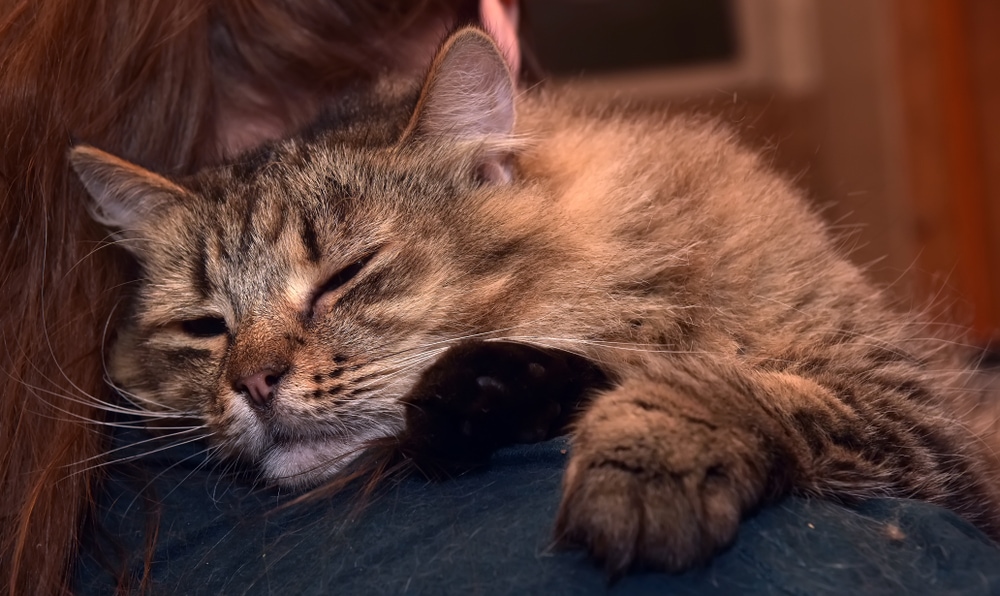 Een zieke Siberische kat die door de eigenaar wordt gedragen