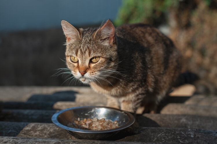 Kat die buiten zelfgemaakt voedsel eet