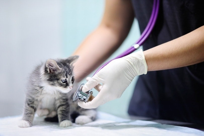 kitten wordt gecontroleerd door de dierenarts in de kliniek