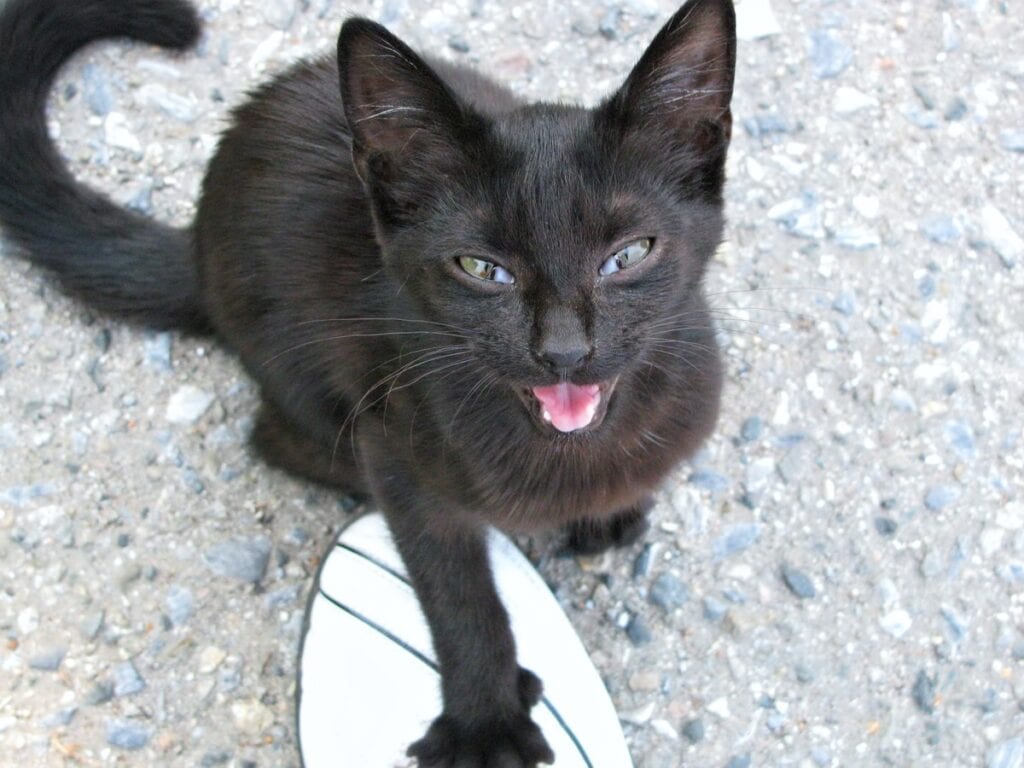 Bombay Black Cat Miauwen en een voet aanraken
