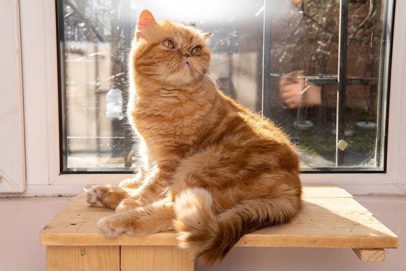 Een Perzische kat die op een tafel bij het raam zit